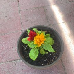 Beautiful Plants 