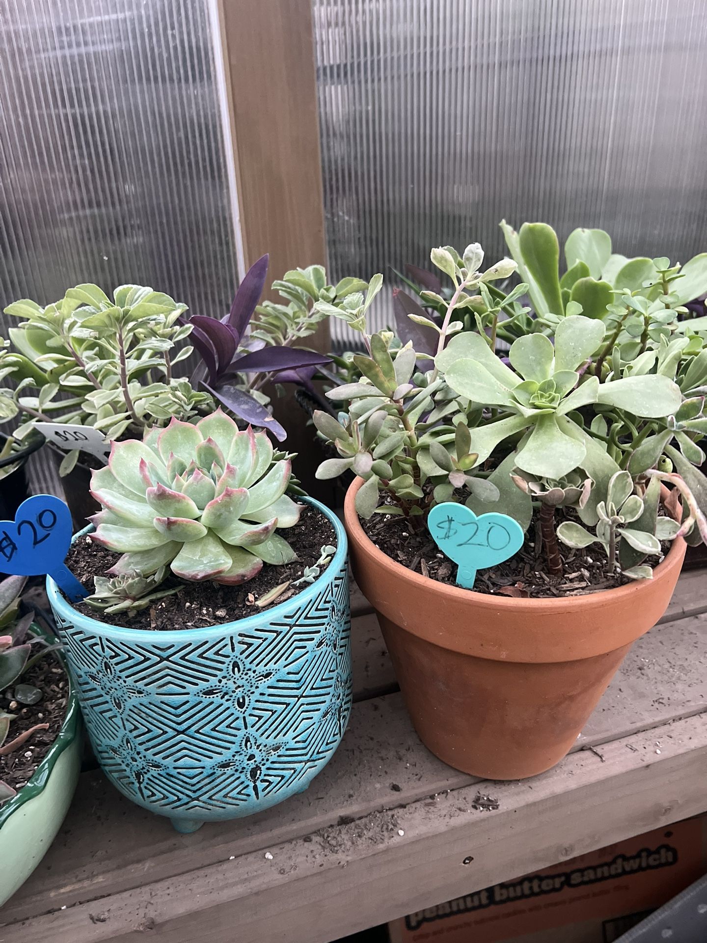 Many succulent Planters