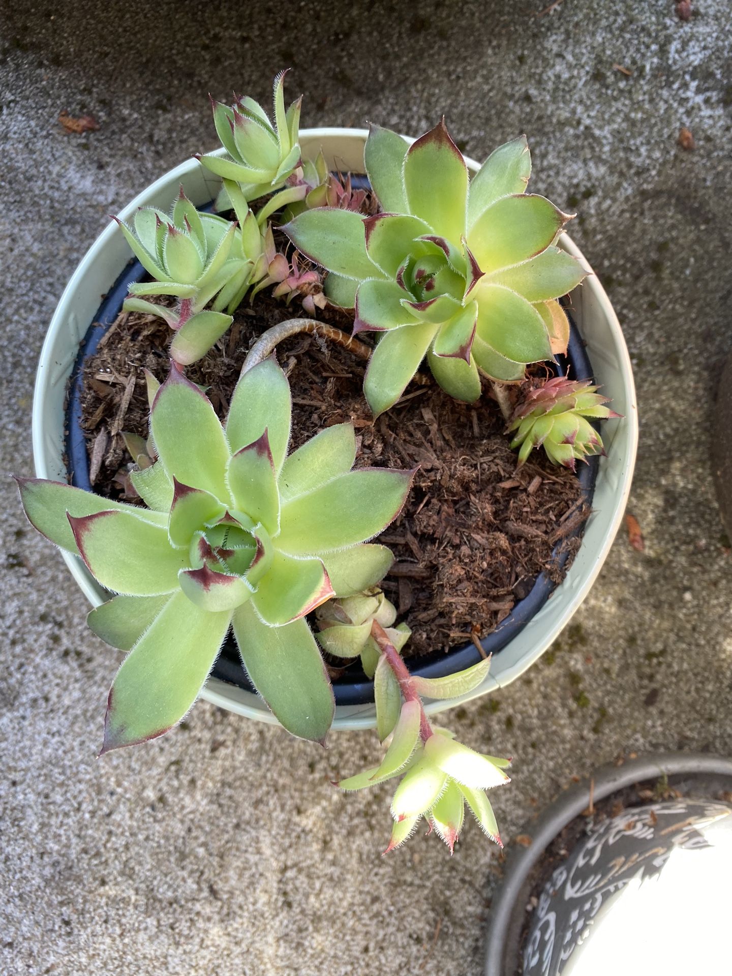 Succulent Pot