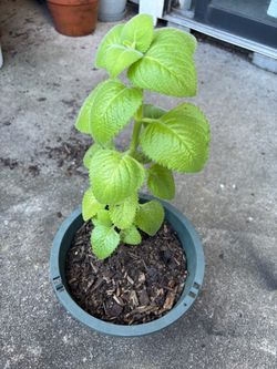 Orégano planta