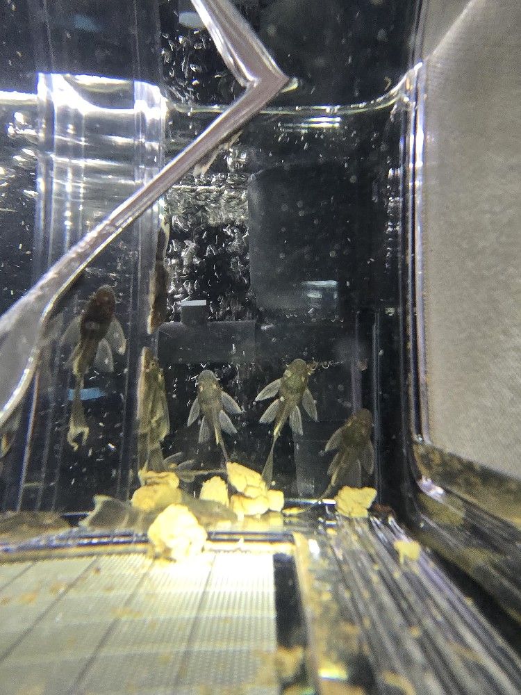 Wabenmuster And Longfin🐉
