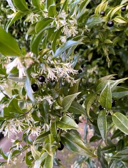 Sarcococca Evergreen Sweet Box Has Highly Fragrant White Winter Flowers (January February).