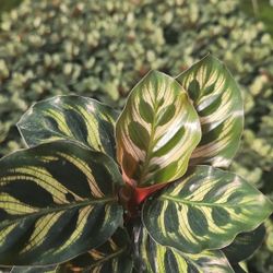 Calathea Makoyana 6” (Peacock Plant) 🦚 – Exotic Patterns! (Bulk & Individual)