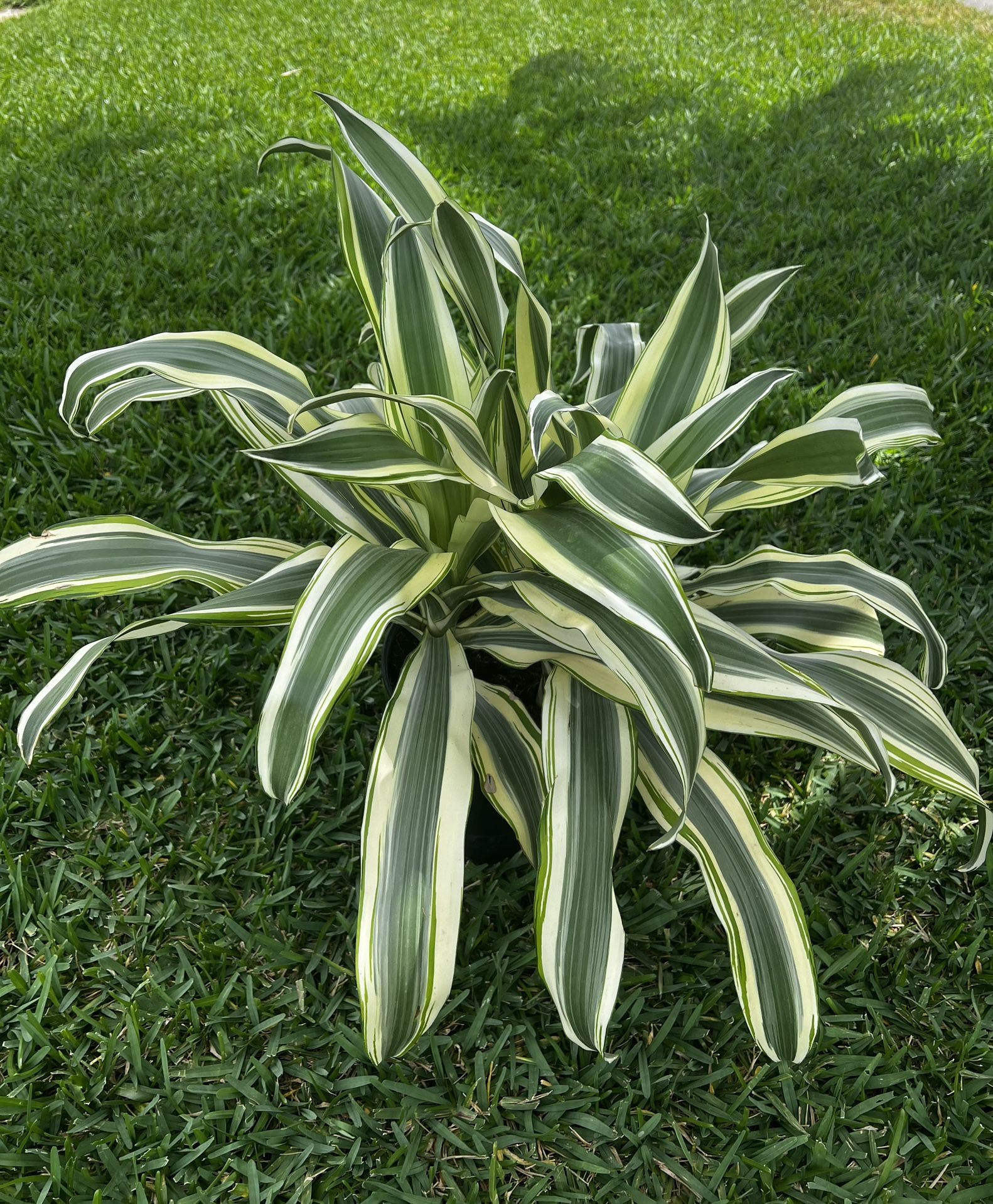 DRACAENA FRAGANS WHITE ASPEN ( 3 gallon pot) New Variety Of Can Plants