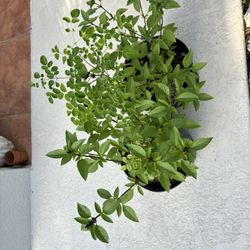 Organic thai Basil With Moringa 🌱 