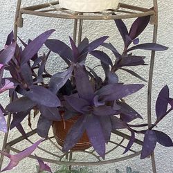 Purple Heart Succulent 