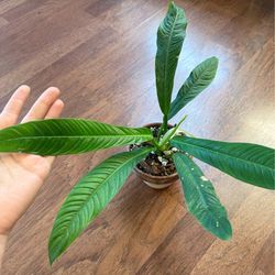 Philodendron campii plant in terracotta pot