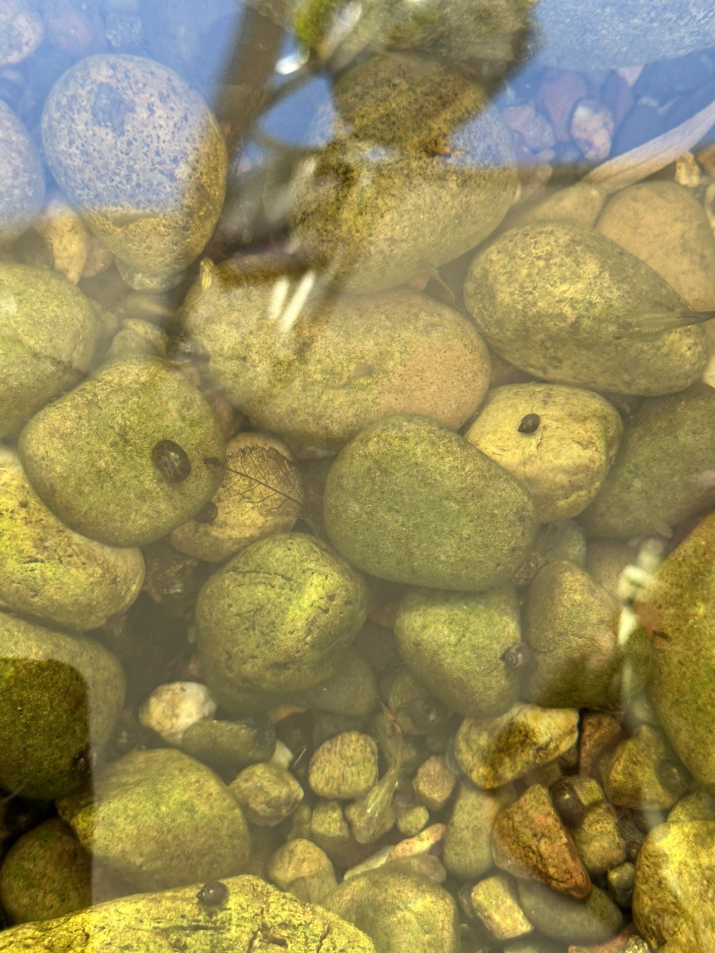 Duckweed Snails