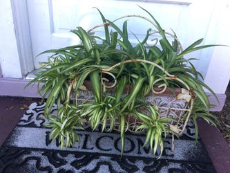 Spider plant