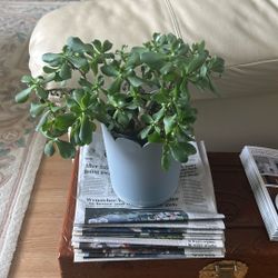 Curly Jade Plant