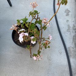 Geraniums 