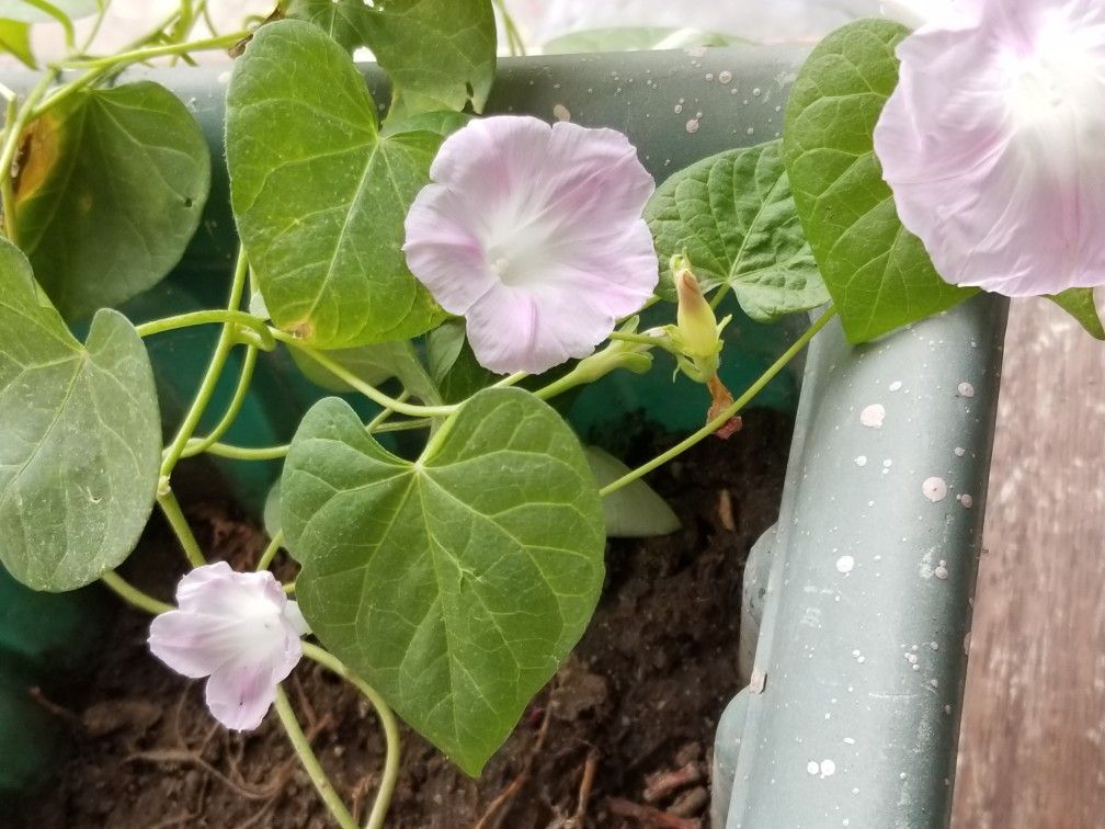 Ligth Pink Color Morning Glory Plant