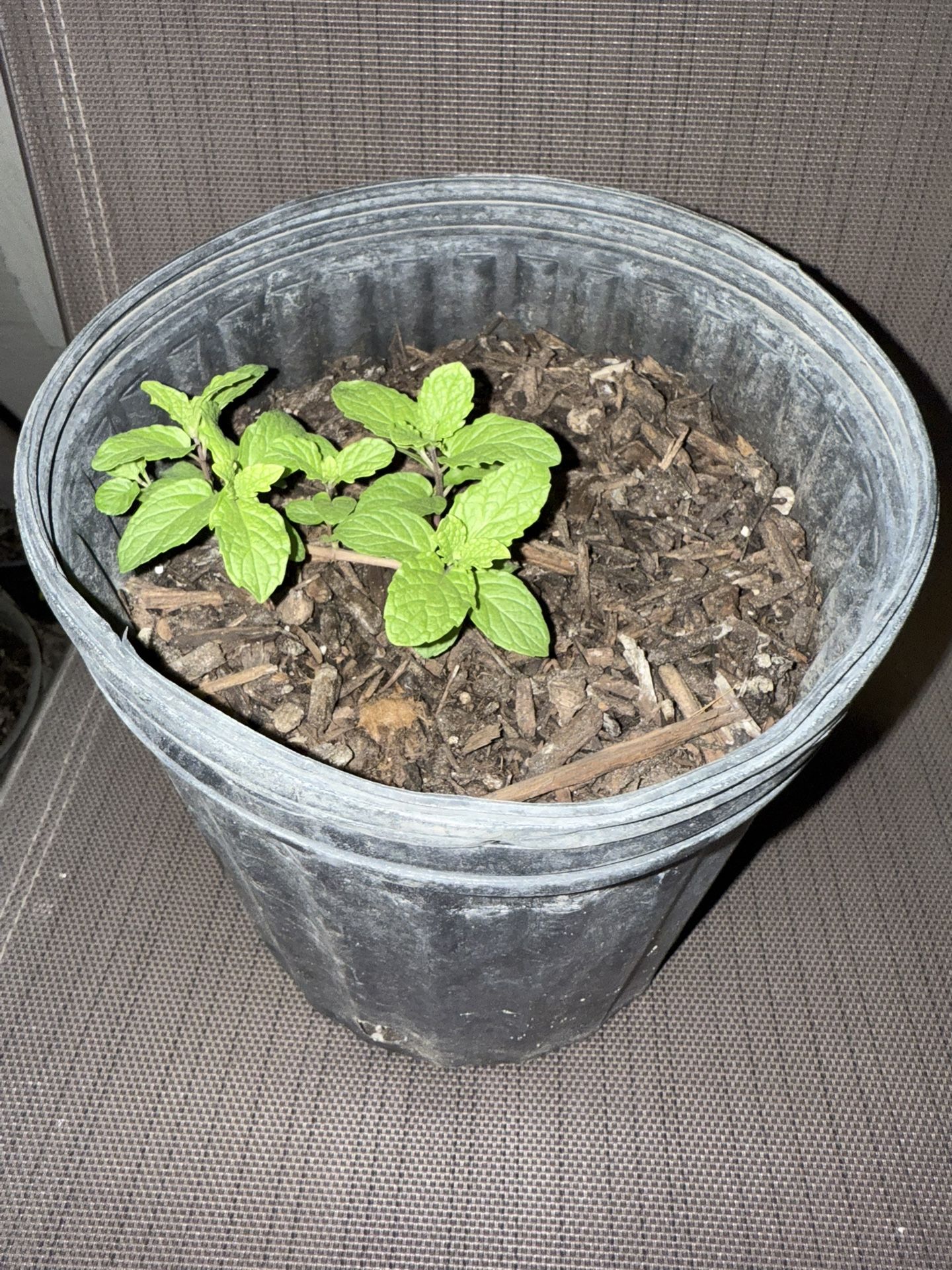 Peppermints plant