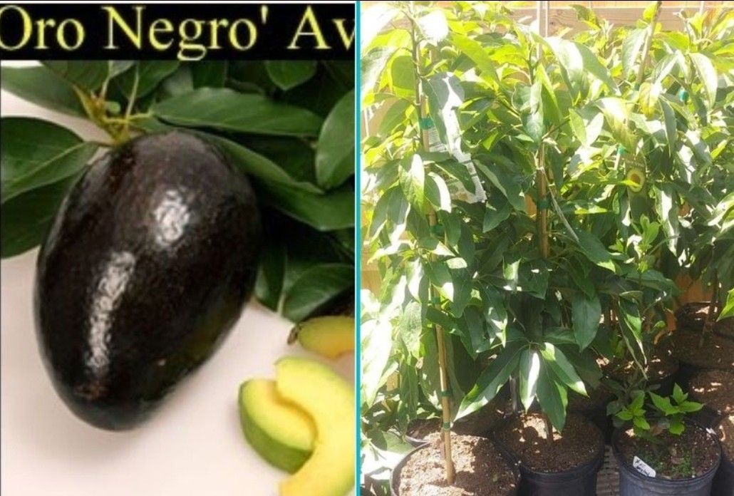 Oro Negro Avocado Grafted Trees 3gal Arboles De Aguacate Injertados Oro Negro