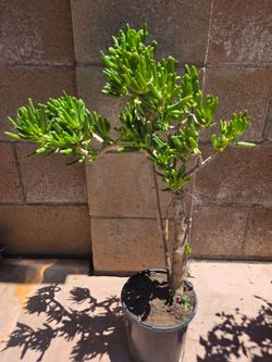crassula Ovata Suculent Plant