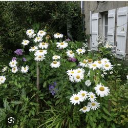 Shasta Daisy Perennial Plants
