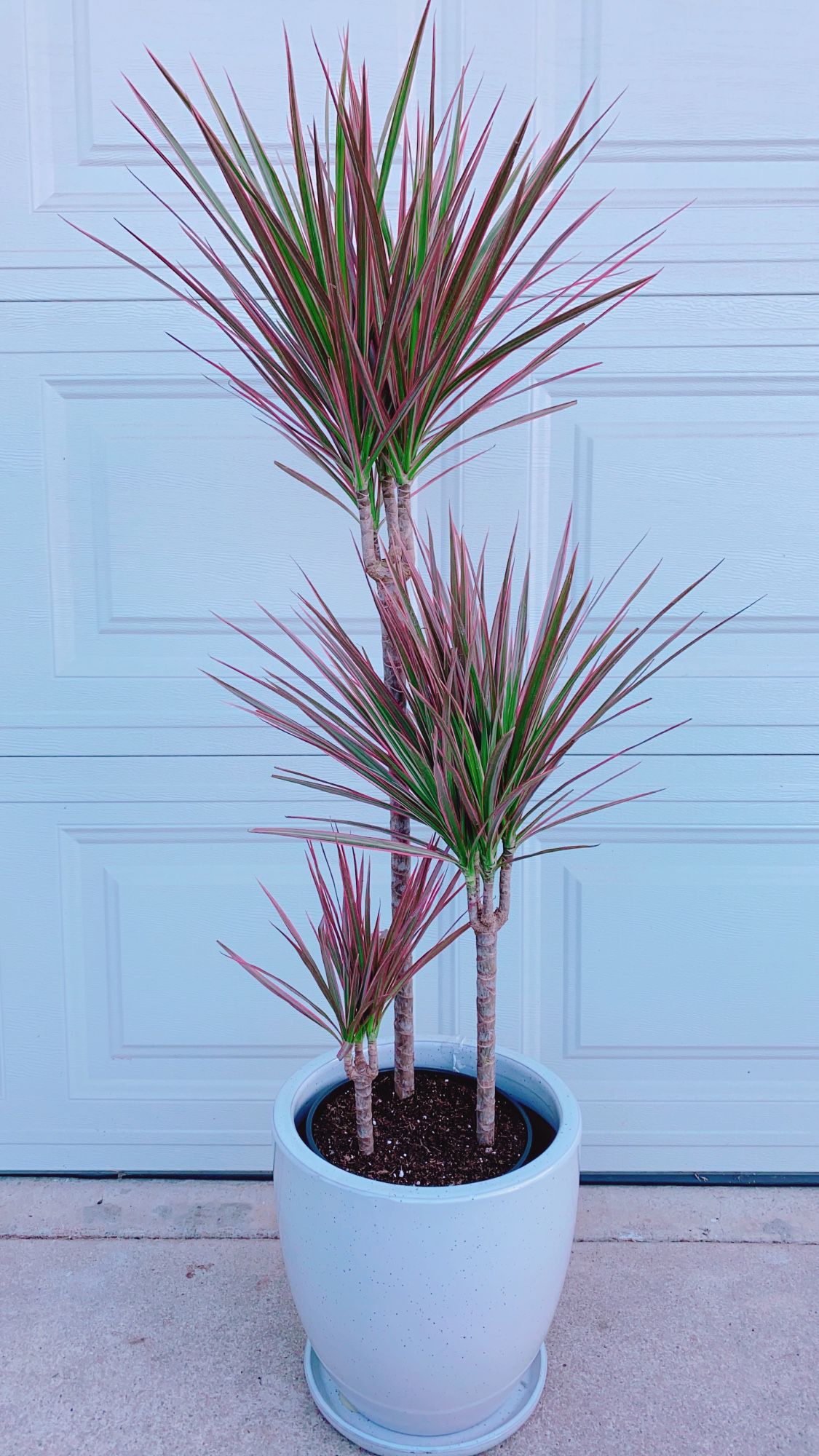 Tricolor Red Marginata Dracaena Plants - 3’10” Tall/2 Gallon Container - Indoor/Outdoor Plant - Ceramic Pot Not Including 
