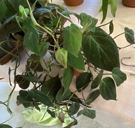 Plant