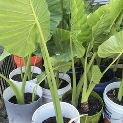 Elephant Plants For Sale