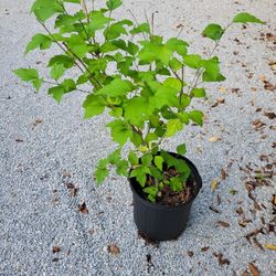 Rose of sharon