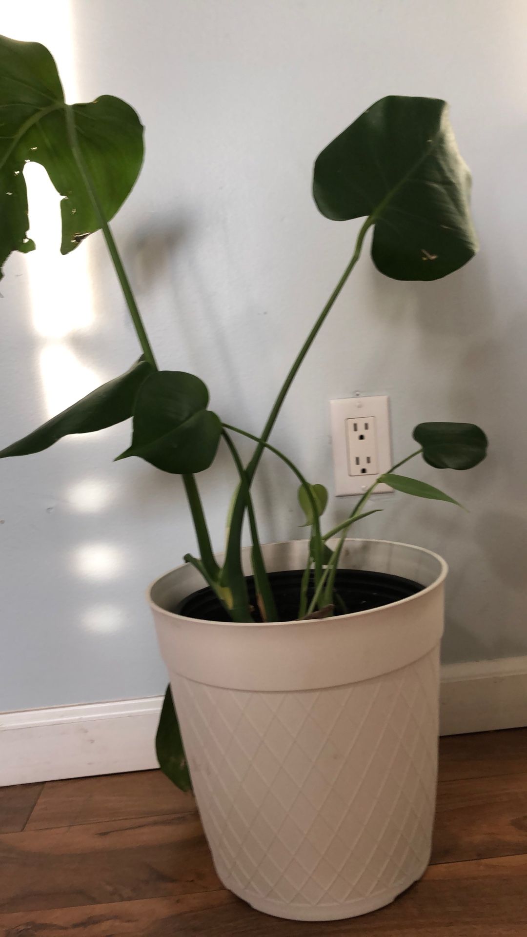 Indoor Plant
