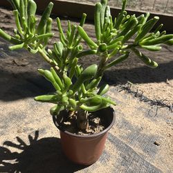 Succulent plant