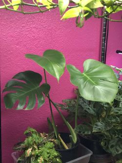 Monstera Deliciosa