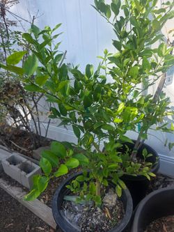 Multi Grafted Citrus Tree in a 15 gallon container