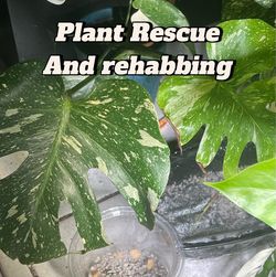 Plant rescue / Rehoming
