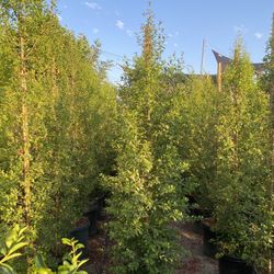 Eugenia Privacy Hedge 
