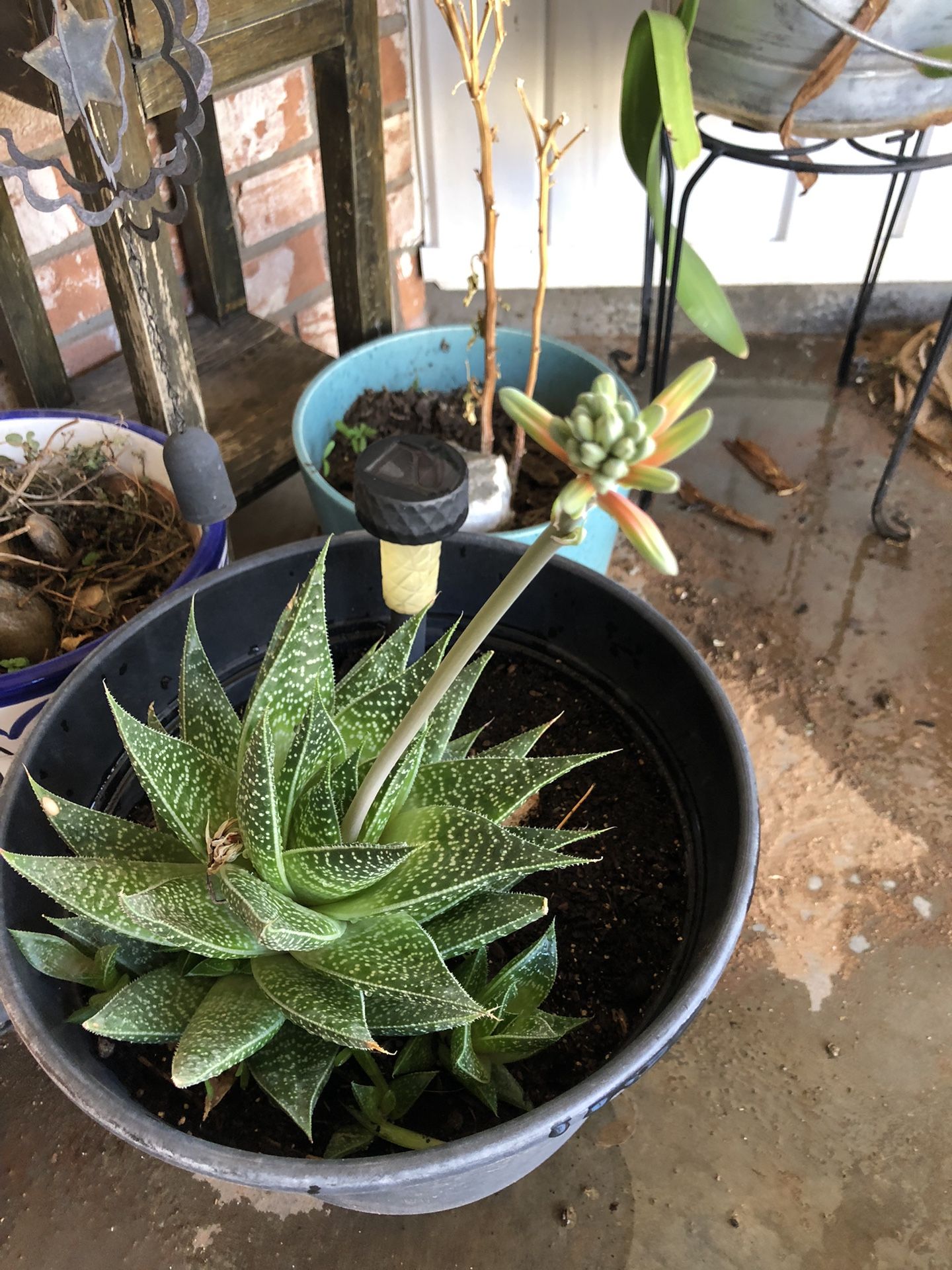 Succulents - Several Sizes & Varieties