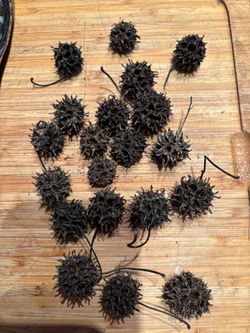 Casurian Pods Terrarium Bio Litter