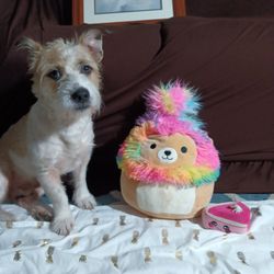 A Squish A doo And A cake