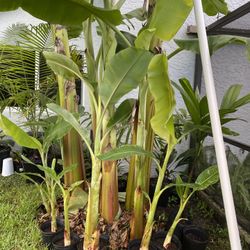 Ice cream Thai banana plant