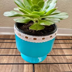 Succulent in a stylish blue ceramic pot