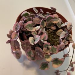 String Of Heart Plant 