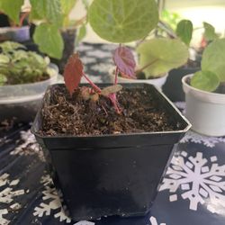 Harmony Stormy Sunset Begonia -