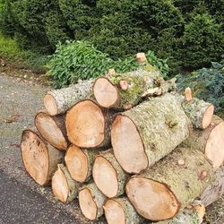Firewood -ROUNDS ---FREE-- Issaquah
