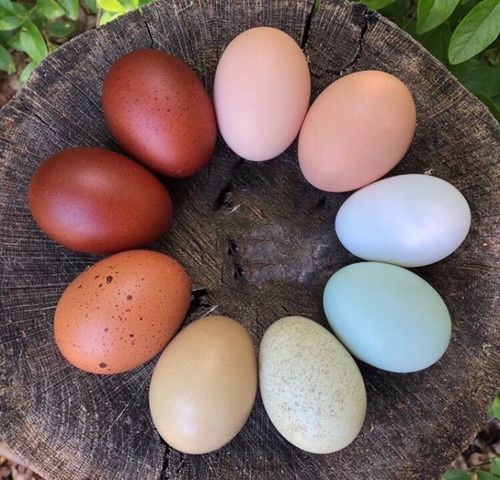 Farm Fresh Rainbow Eggs