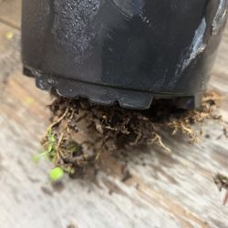 Brazilian Yellow Dragon Fruit