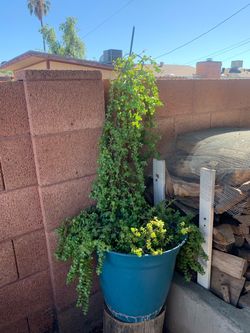Extra Extra Extra Large Huge Monster Size Elephant Food Trailing Green Plant in Teal Pot