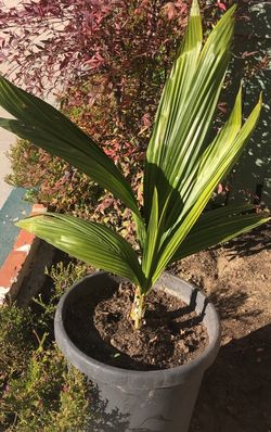 Real Palm Tree 🌴
