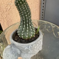 HERMOSAS PLANTAS NATURALES “SUCULENTAS PLANT 