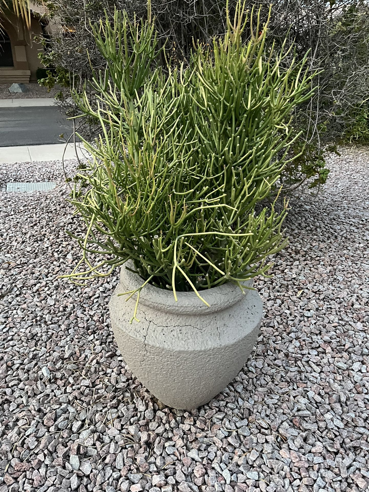 Firestick plant ( please read description)