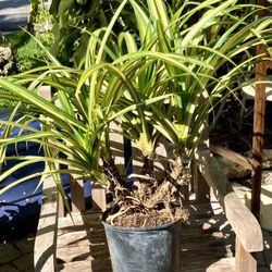 3’ Variegated Pandanus