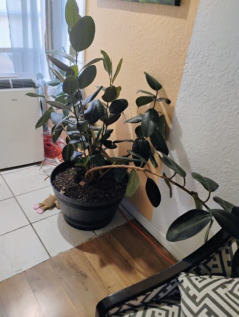 Plants