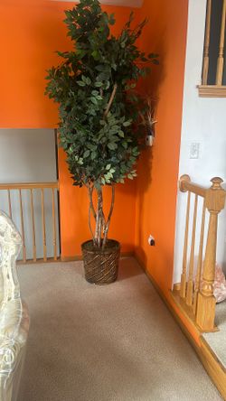 (2) 7' Ficus Silk Tree.