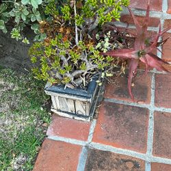 Free Aloe House Plant