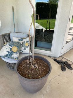 Free Planter
