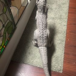 Super Colossal Indominus Rex 40" Dinosaur Hasbro Jurassic World Camp Cretaceous